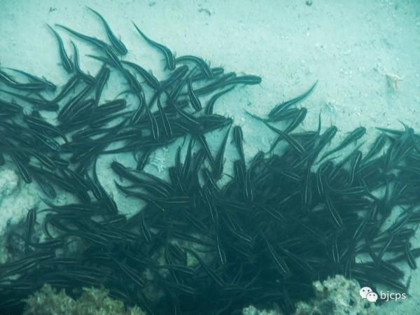 塞班島:為什麼美國唯一把這塊國土對中國人免籤? 塞班島:為什麼美國唯一把這塊國土對中國人免籤?