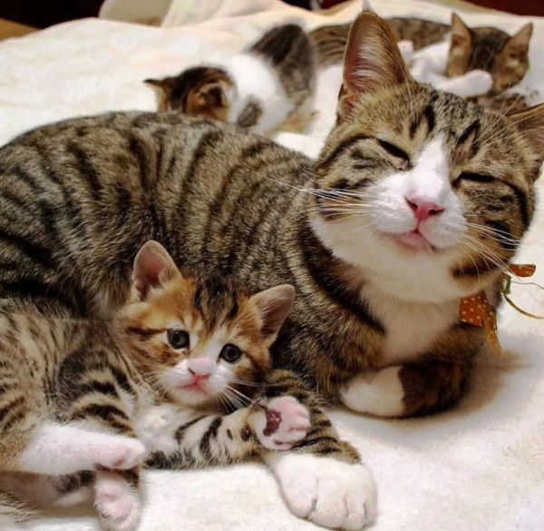 貓的記憶有多久？或許不長，但它可以一輩子記住你