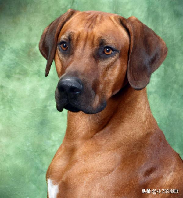 五種大型犬，每種都有強大戰力，它們是怎麼培育出來的？