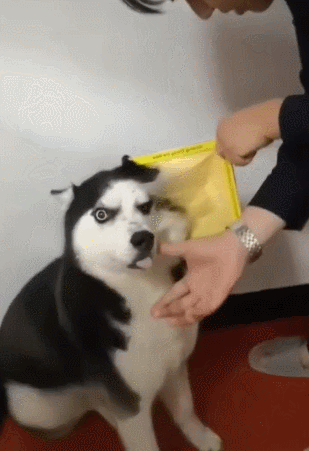 這些“中看不中用”的狗,不要奢望它對你好 這些“中看不中用”的狗,不要奢望它對你好