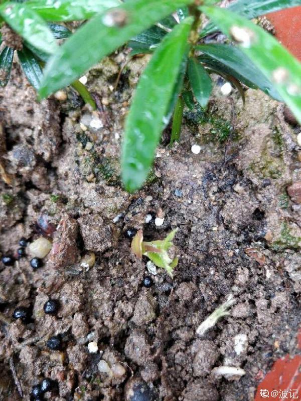 掌握6個養護步驟,放心吃楊梅,清洗也簡單 掌握6個養護步驟,放心吃楊梅,清洗也簡單