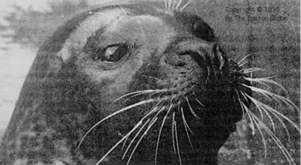 世界奇聞收錄,一隻動物狒狒成為了鐵路工人 世界奇聞收錄,一隻動物狒狒成為了鐵路工人