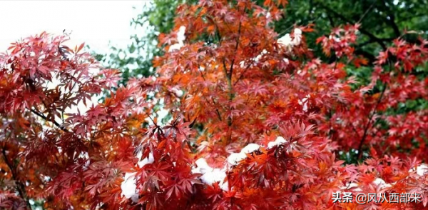 現代詩 | 堆雪人