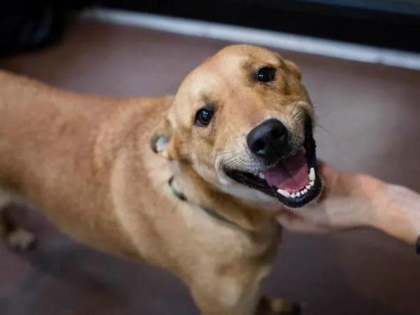 救了一隻狗的說說文案怎麼發朋友圈說說