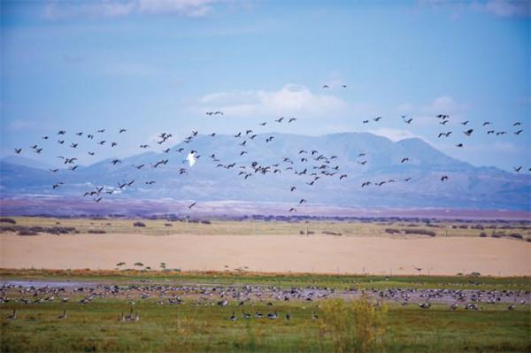 深秋到新疆來看鳥