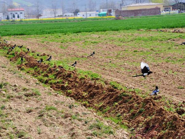 喜鵲變兇禽了？鵲擊長空鬥金雕，圈養麻雀似牛羊，落地抓魚捕鼠兔