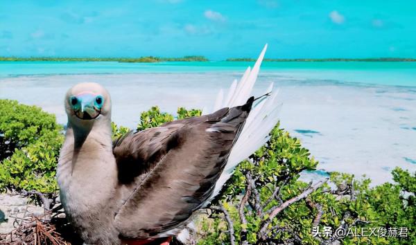 二戰中美軍轟炸鳥糞後,結果日本沒有糧食吃了 二戰中美軍轟炸鳥糞後,結果日本沒有糧食吃了
