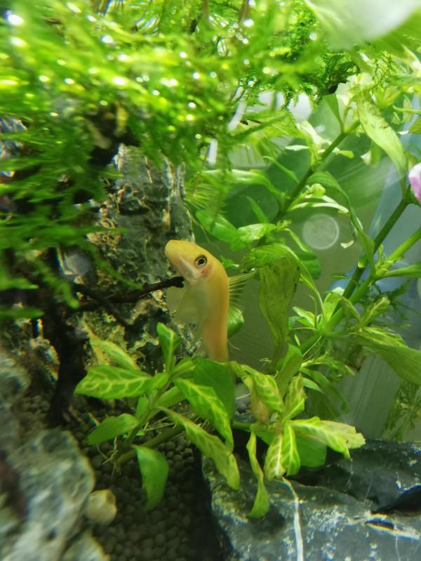 清苔鼠失蹤事件 清苔鼠失蹤事件