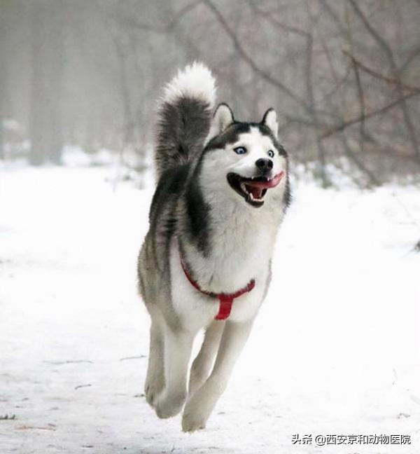 各種犬類都是怎麼來的