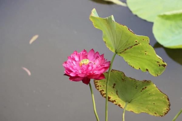 國學成語故事(8)晏子使楚不辱使命之南橘北枳 國學成語故事(8)晏子使楚不辱使命之南橘北枳