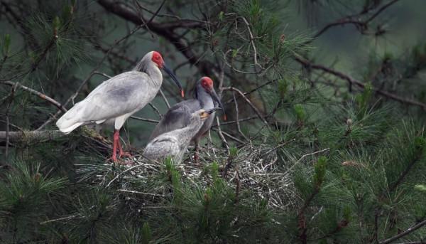 打死一隻判十年！各國朱䴉相繼滅絕，我國如何從7只增到4000只？