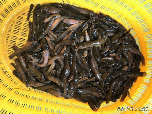 農村逐漸“消失”的5種小魚，兒時用蚯蚓能釣到，現在卻不常見