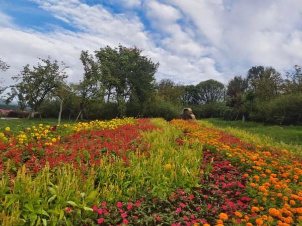 繽紛花海，果蔬採摘，房車露營......中秋出遊就來羊昌！