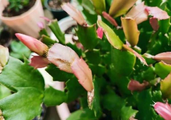 養蟹爪蘭,9月份這麼養,10月份就開花,漂亮的花朵爆滿盆 養蟹爪蘭,9月份這麼養,10月份就開花,漂亮的花朵爆滿盆