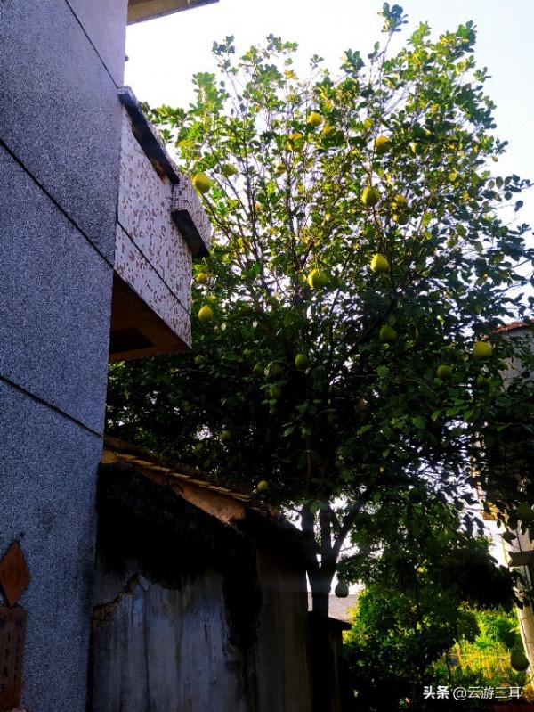 廣東最大的嶺南水鄉，投50億後被誤認為人造景區，只好再去拍一次