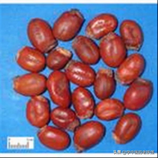 每天學習一味中藥——荔枝核