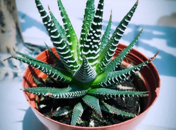 這3種常見植物最懂得“感恩”，人養著它，它則守護著主人的健康