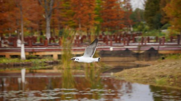 雲南瀘西:紅嘴鷗首次飛抵黃草洲國家溼地公園 雲南瀘西:紅嘴鷗首次飛抵黃草洲國家溼地公園