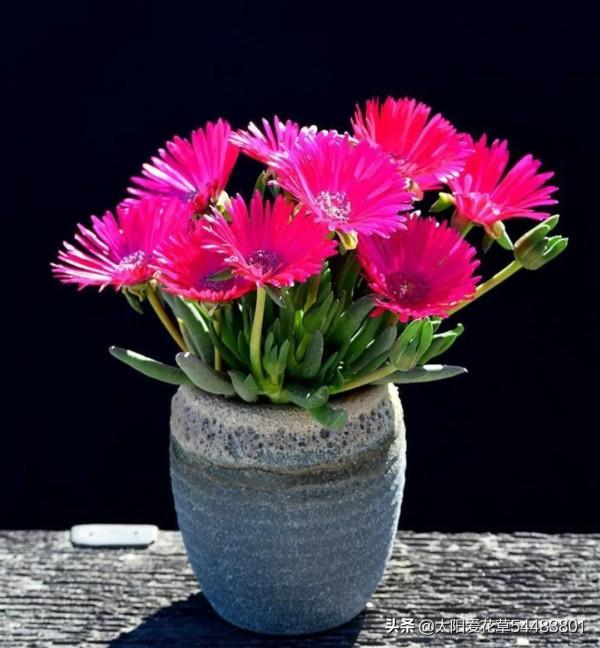 多肉奔龍怎麼養?掌握4點,株型肥美,開花美美噠 多肉奔龍怎麼養?掌握4點,株型肥美,開花美美噠