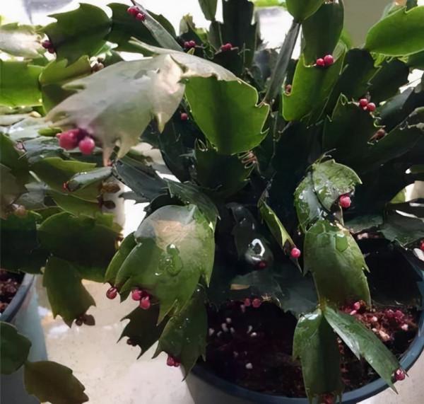 秋天“憋壞”的3種花，秋天一到“這樣”養，馬上進入瘋長模式