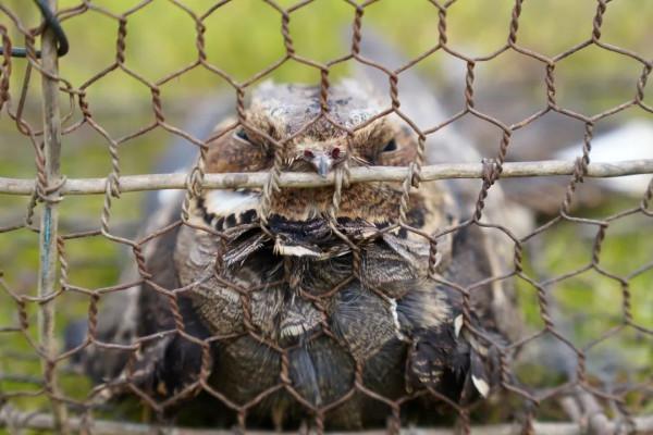 警察蜀黍，我撿到了一隻國家重點三有保護動物！