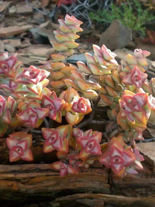 世界那麼大，多肉那麼美，我們一起去看看吧 | 南非多肉欣賞