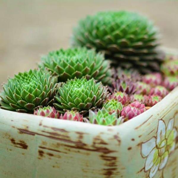 多肉植物的花語心願 多肉植物的花語心願