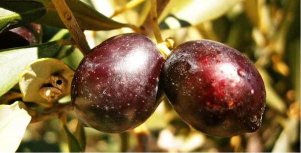 秦漢同時期的羅馬人能吃到什麼？