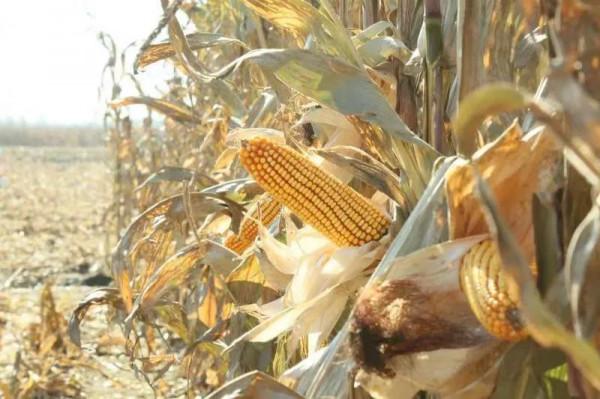 特大好訊息——東北新玉米,已連續漲價一週 特大好訊息——東北新玉米,已連續漲價一週