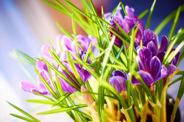 本週運勢（11.1-11.7）：獅子座、雙子座、巨蟹座