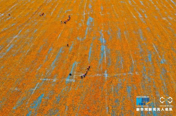 制種玉米豐收 戈壁如披“黃金甲” 制種玉米豐收 戈壁如披“黃金甲”