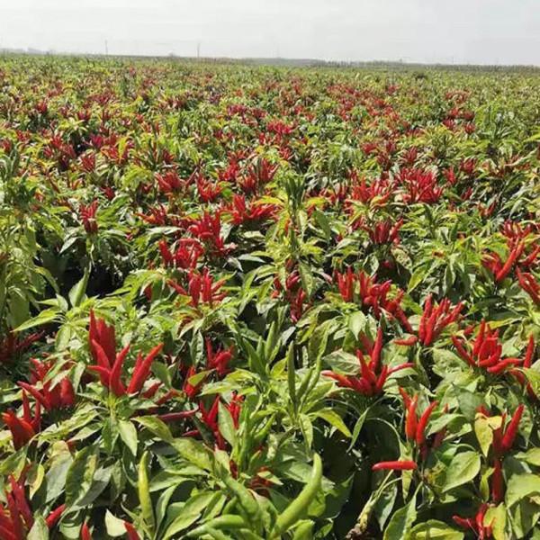 同樂16朝天椒簇生小米椒指天椒高產辣椒種子 同樂16朝天椒簇生小米椒指天椒高產辣椒種子