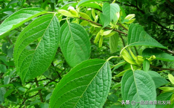 鴨鵝腳軟痛風,用這種“思仙葉”效果比喂藥還好 鴨鵝腳軟痛風,用這種“思仙葉”效果比喂藥還好