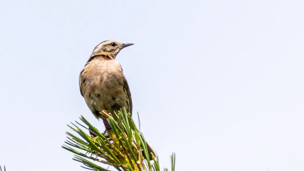 「​山西鳥類圖鑑」| 粉紅胸鷚