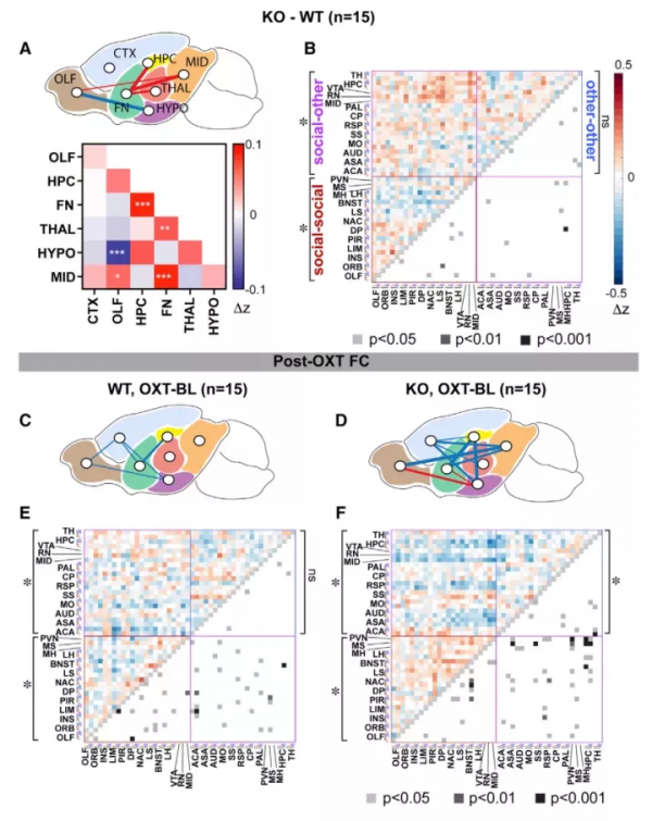 Neuron：催產素調節自閉症社交能力再添新證據！與神經環路有關