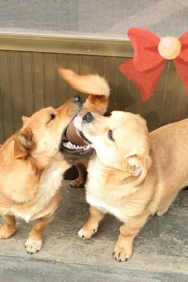 人類最好的朋友讓人感動