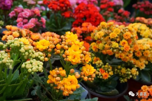 封閉陽臺養花，這幾種輕鬆爆盆