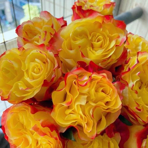 鮮切花中的王者—植物非試管高效快繁肯亞玫瑰 鮮切花中的王者—植物非試管高效快繁肯亞玫瑰