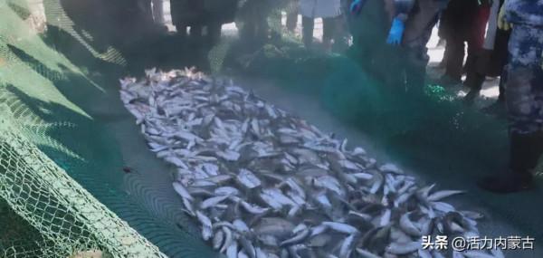 達裡湖冬捕開始啦!快來一睹這場神秘的盛宴吧! 達裡湖冬捕開始啦!快來一睹這場神秘的盛宴吧!