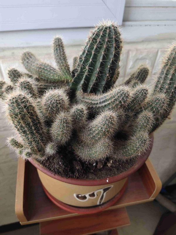 秋天家裡養3種花，乾乾淨淨不生蟲，省了一筆殺蟲藥錢