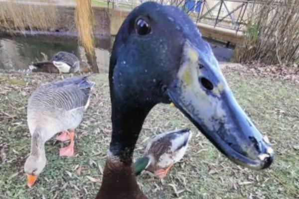 “惹不起”的鴨子，大學裡的網紅