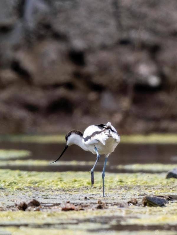 “海底撈”的高手-反嘴鷸 “海底撈”的高手-反嘴鷸