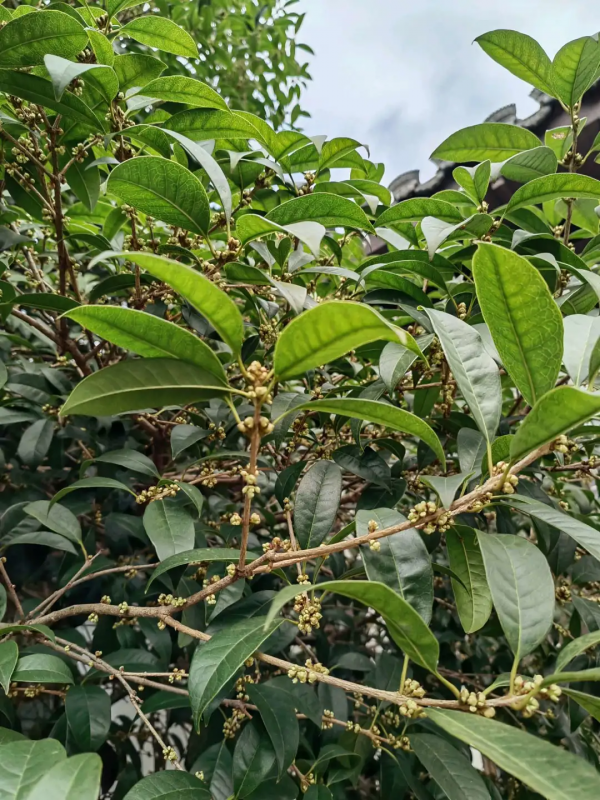 敬亭秋意濃,最是桂花香!敬亭山賞桂好去處推薦,快來打卡吧 敬亭秋意濃,最是桂花香!敬亭山賞桂好去處推薦,快來打卡吧