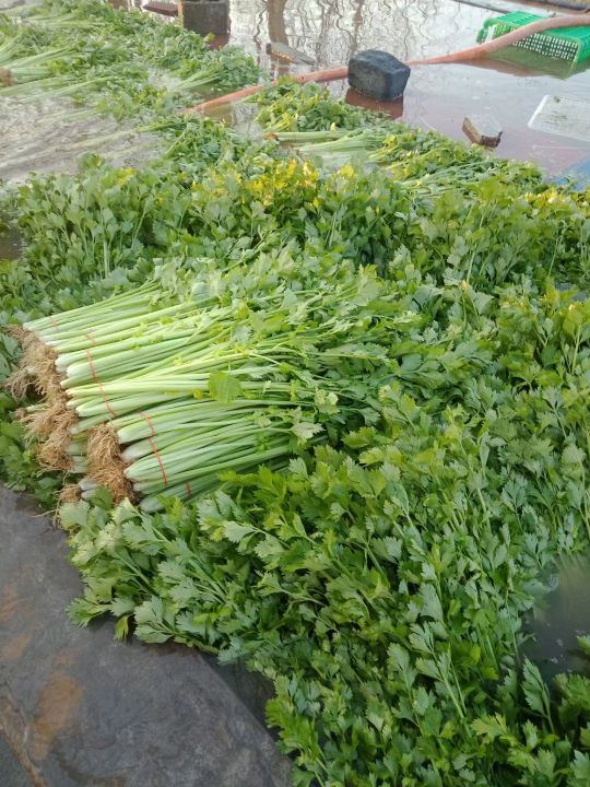 山東香芹大量現貨