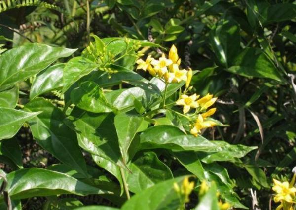 “美麗有毒”的植物,快來認識11種“毒花毒果”,不吃虧不上當 “美麗有毒”的植物,快來認識11種“毒花毒果”,不吃虧不上當