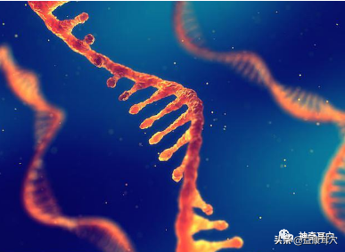 益康耳穴：耳與生物全息學說