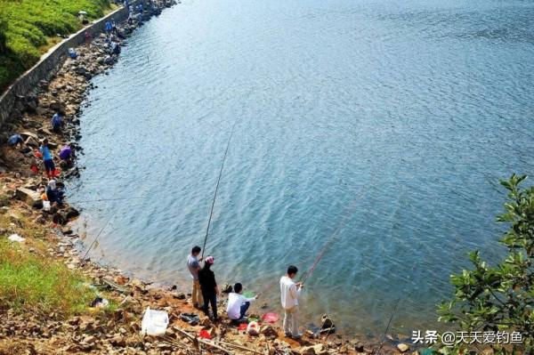 秋季鯉魚，試試這種最特別的釣法，只適合秋分前後，很有針對性