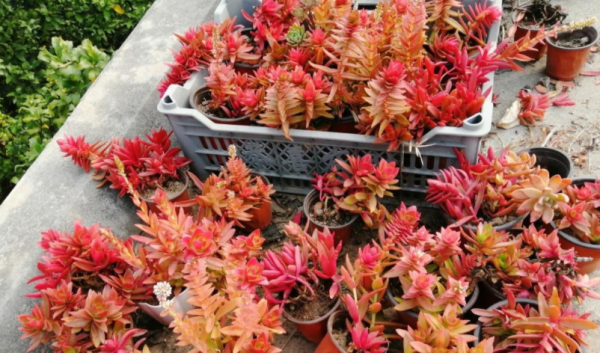 怎麼“懶養”多肉火祭?抓住4個“命穴”,莖葉四季豔紅喜慶 怎麼“懶養”多肉火祭?抓住4個“命穴”,莖葉四季豔紅喜慶