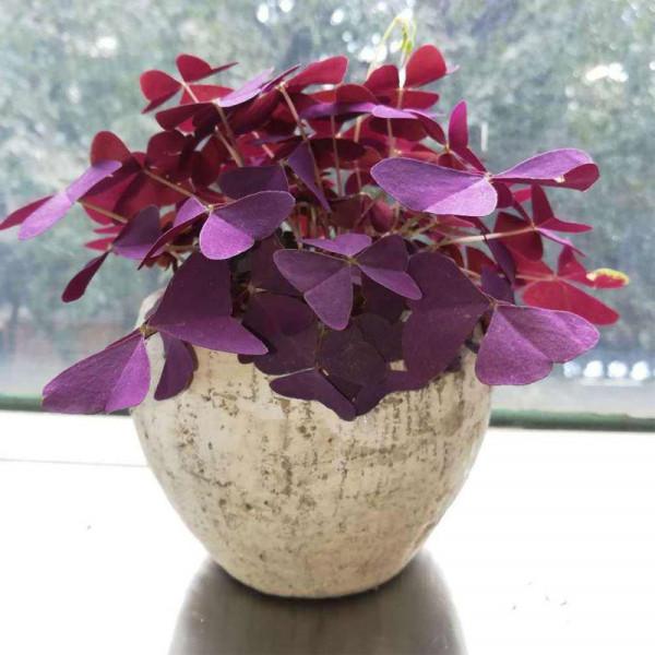 “24種”適合冬天種植的花草,現在種,來年春天花開滿園 “24種”適合冬天種植的花草,現在種,來年春天花開滿園