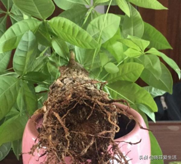 4種“吉利花”，被水澆死了不要扔，簡單處理又能長滿盆